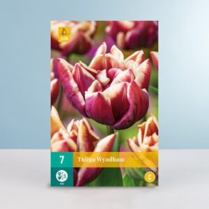 Gefüllte späte Tulpe 'Wyndham' - 7 Zwiebeln
