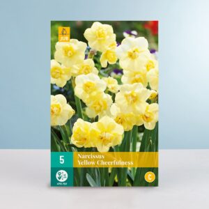 Gefüllte-Narzisse 'Yellow Cheerfulness' - 5 Zwiebeln