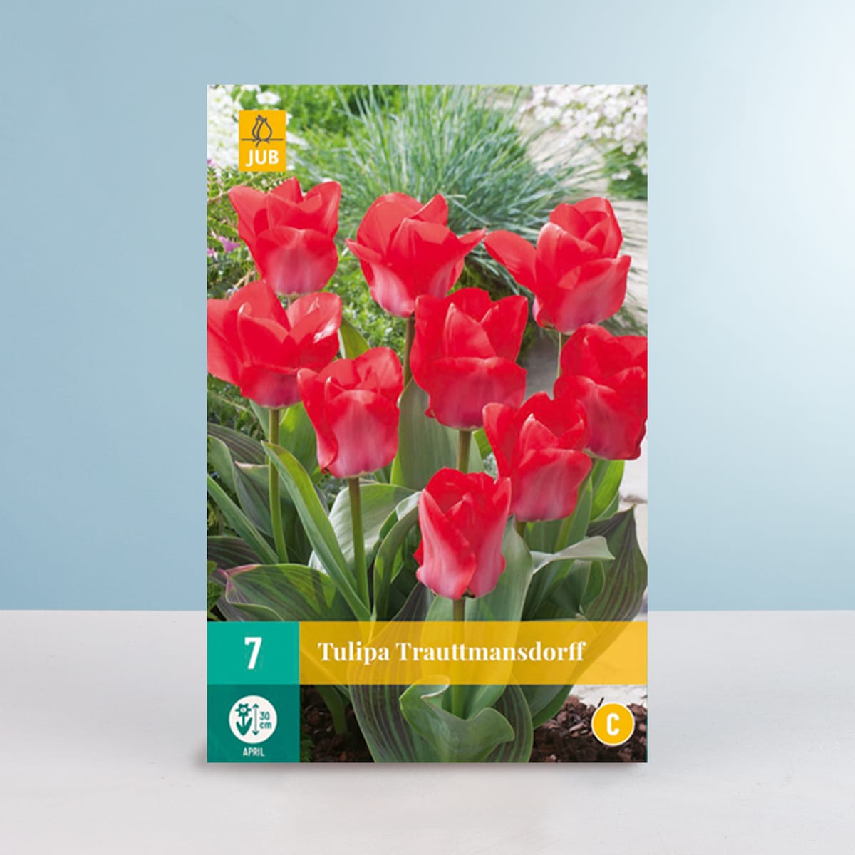 Greigii-Tulpe 'Trautmansdorff' - 7 Zwiebeln