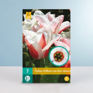 Greigii-Tulpe 'Willem van den Akker' - 7 Zwiebeln