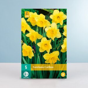 Großblumige Narzisse 'Carlton' - 5 Zwiebeln