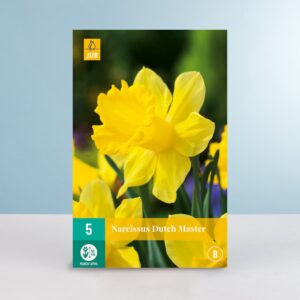 Großblumige Narzisse 'Dutch Master' - 5 Zwiebeln