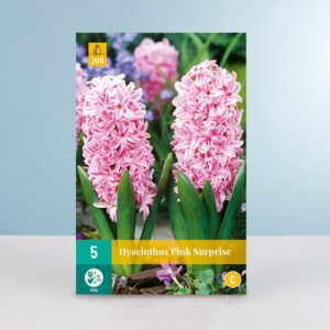 Hyazinthe 'Pink Surprise' - 5 Zwiebeln