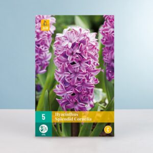 Hyazinthe 'Splendid Cornelia' - 5 Zwiebeln