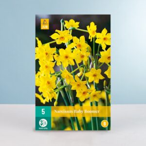 Jonquilla-Narzisse 'Baby Boomer' - 5 Zwiebeln