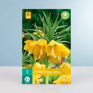 Kaiserkrone 'Lutea' - 1 Zwiebel
