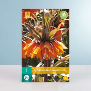 Kaiserkrone 'Sunset' - 1 Zwiebel