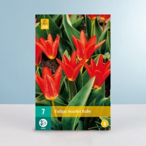 Kaufmanniana-Tulpe 'Scarlet Baby' - 7 Zwiebeln