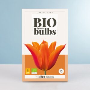 BIO Lilienblütige Tulpe 'Ballerina' - 7 Zwiebeln