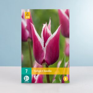 Lilienblütige Tulpe 'Claudia' - 7 Zwiebeln
