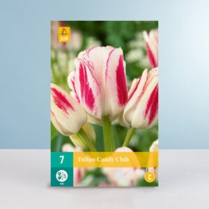 Mehrblütige Tulpe 'Candy Club' - 7 Zwiebeln