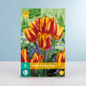 Mehrblütige Tulpe 'Wonder Club' - 5 Zwiebeln