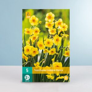 Mini-Narzisse 'Golden Dawn' - 5 Zwiebeln