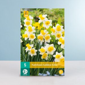 Mini-Narzisse 'Golden Echo' - 5 Zwiebeln
