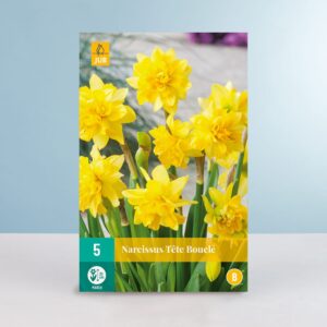 Mini-Narzisse 'Tete Boucle' - 5 Zwiebeln