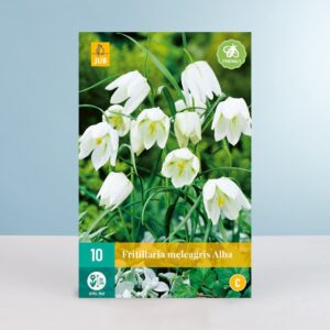 Schachbrettblume 'Alba' - 10 Zwiebeln