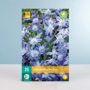 Schneeglanz - 25 Zwiebeln