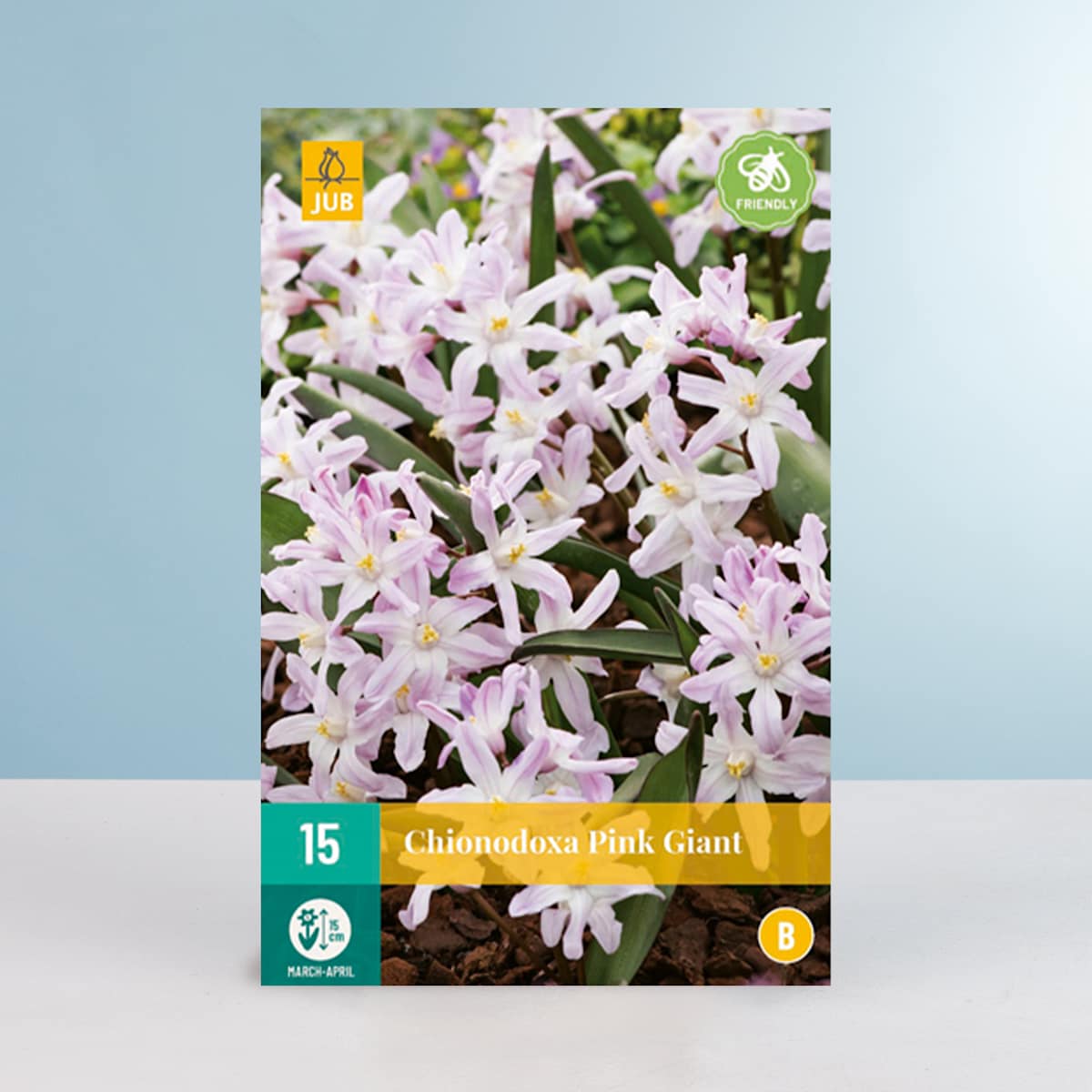 Schneeglanz 'Pink Giant' - 15 Zwiebeln