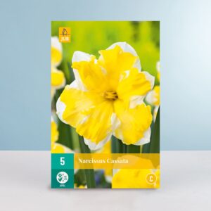 Schmetterlingsnarzisse 'Cassata' - 5 Zwiebeln