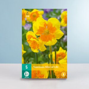 Schmetterlingsnarzisse 'Slice of Life' - 5 Zwiebeln