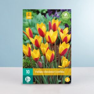 Botanische Tulpe 'Clusiana Cynthia' - 10 Zwiebeln