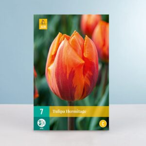 Triumph Tulpe 'Hermitage' - 7 Zwiebeln