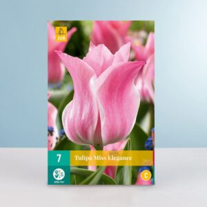 Triumph Tulpe 'Miss Elegance' - 7 Zwiebeln