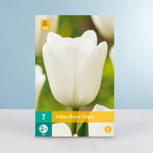 Triumph Tulpe 'Royal Virgin' - 7 Zwiebeln