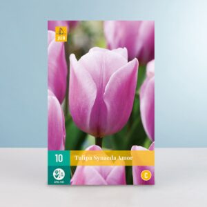 Triumph Tulpe 'Synaeda Amor' - 10 Zwiebeln