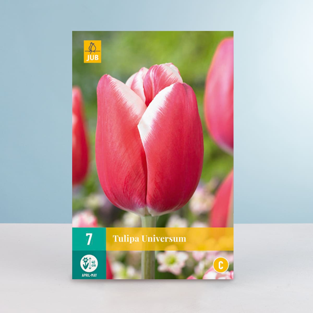 Triumph Tulpe 'Universum' - 7 Zwiebeln