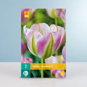 Viridiflora-Tulpe 'Groenland' - 7 Zwiebeln