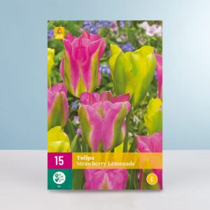 Viridiflora-Tulpe 'Strawberry Lemonade' - 15 Zwiebeln
