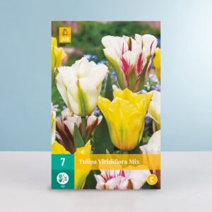 Viridiflora-Tulpen Mix - 7 Zwiebeln