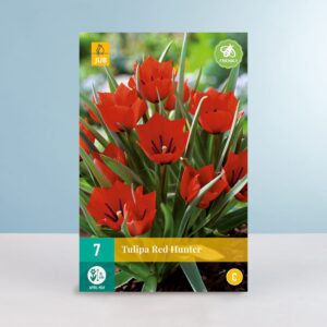 Wildtulpe 'Red Hunter' - 7 Zwiebeln