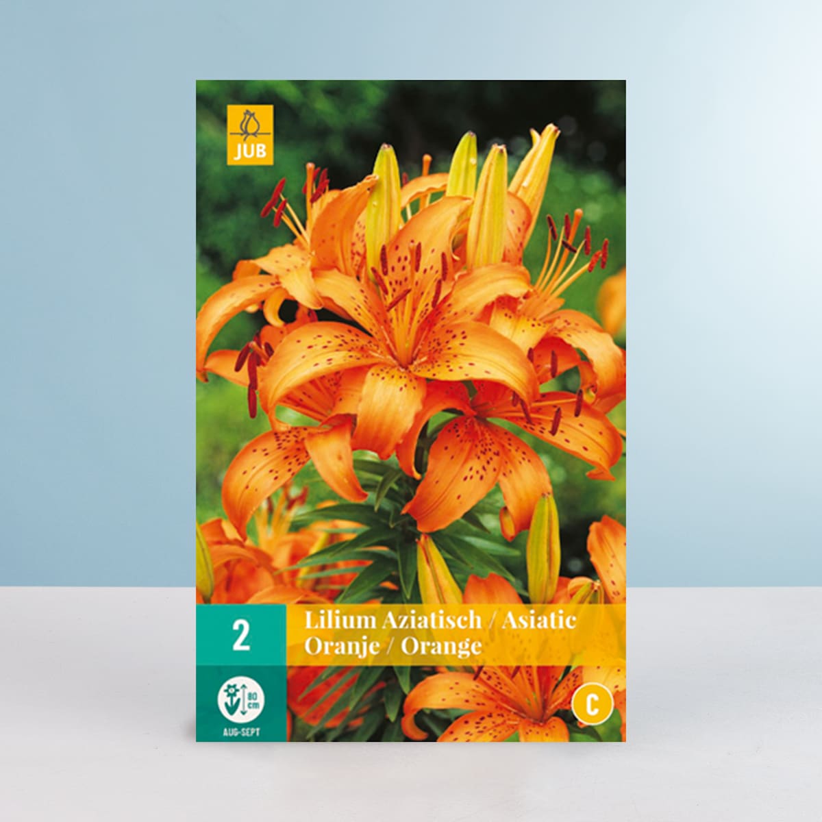 Asiatische Lilie - orange - 2 Knollen