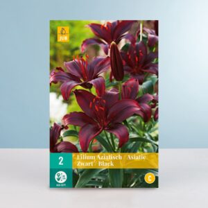 Asiatische Lilie - schwarz - 2 Knollen