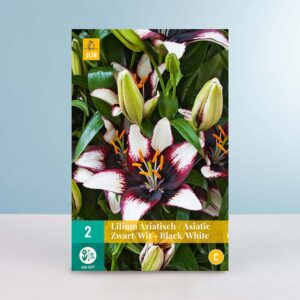 Asiatische Lilie - schwarz-weiß - 2 Knollen