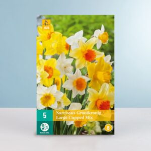 Großblumiger Narzissen Mix - 5 Zwiebeln