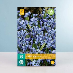 Sibirischer Blaustern - 20 Zwiebeln