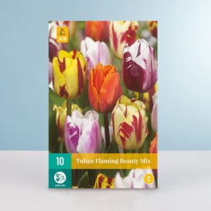 Tulpen 'Flaming Beauty' Mix - 10 Zwiebeln