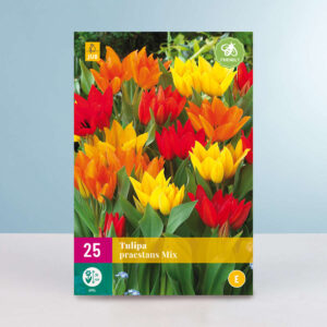 Tulpen 'Praestans' Mix - 25 Zwiebeln