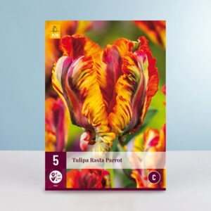 Exklusive Tulpe 'Rasta Parrot' - 5 Zwiebeln