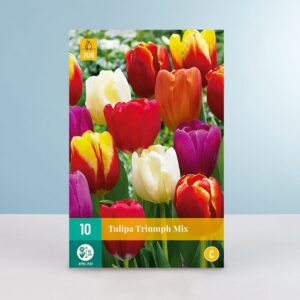 Tulpen 'Triumph' Mix - 10 Zwiebeln