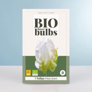 BIO Tulpe 'White Rebel' - 10 Zwiebeln
