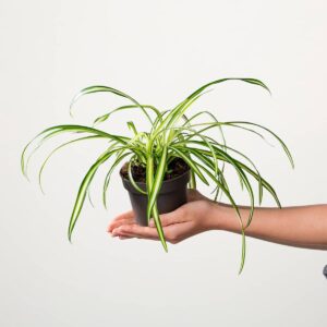 Grünlilie 'Atlantic'