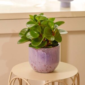 Peperomia 'Raindrop' S