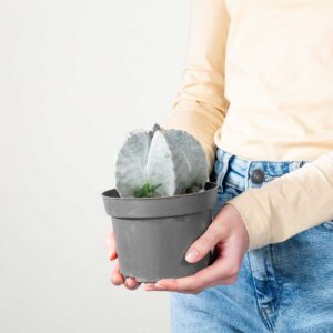 Bischofsmütze 'Myriostigma'