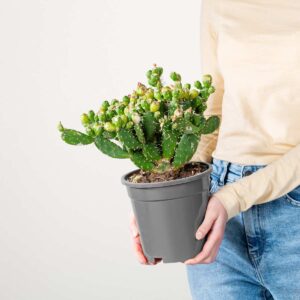 Feigenkaktus 'Quitensis'