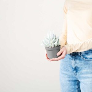 Greiskraut 'Mont Blanc'