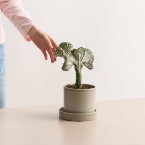 Korallenkaktus 'Cristata'